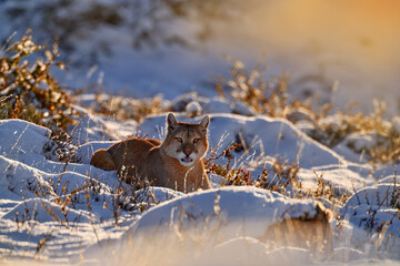 Patagonia nature. Puma, winter habitat with snow, Torres del Paine, Chile. Wild big cat Cougar,...