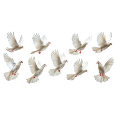 Fototapeta premium White Doves in Flight