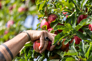 Récolte des pommes par des mains de femmes.