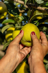 Récolte des pommes par des mains de femmes.