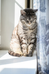 A cute tabby cat sitting on the window sill with his eyes closed enjoying the sunshine