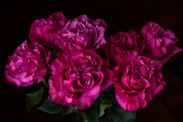 Close-up view of pink roses heads