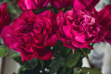 Close-up view of pink roses heads
