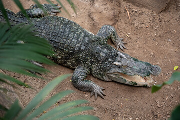 alligator with open mouth waiting for pray
