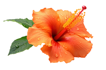 Fresh orange hibiscus flower with rich color and dewdrops, elegantly presented against a stark white background