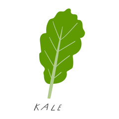 Kale. Flat design. Green color. Hand drawn illustration on white background.