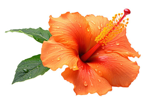 Fresh orange hibiscus flower with rich color and dewdrops, elegantly presented against a stark white background