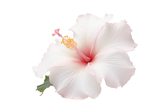 Elegant single white hibiscus flower with subtle pink accents, isolated on a crisp white background.