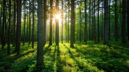 Fototapeta premium Sunlit Forest Glade, vibrant sunlight filters through lush green leaves, creating a warm, inviting atmosphere in a serene woodland setting, nature's tranquility at its finest.