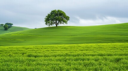 Obraz premium Lush Green Field with Central Tree, expansive verdant landscape, vibrant foliage, solitary tree as a focal point, serene natural setting, inviting and tranquil atmosphere