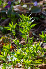 In the spring in the wild Mercurialis perennis grows in the forest
