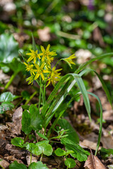 Small yellow flowers called Gagea lutea flowering in spring forest. Yellow Star of Bethlehem, first spring forest flowers
