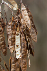 Close up of a brown color 'Robinia pseudoacacia' seed pod against a bright nature background
