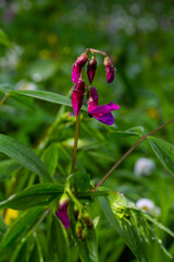 Flowers of spring vetchling Lathyrus vernus plant in wild nature. May