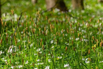 Fototapeta premium Sedge hairy blossoming in the nature in the spring.Carex pilosa. Cyperaceae Family