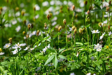 Sedge hairy blossoming in the nature in the spring.Carex pilosa. Cyperaceae Family