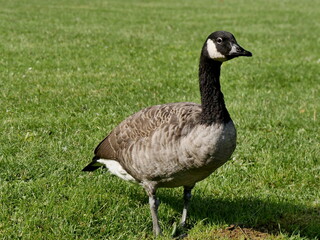 one canadian goose in the public park in france, in haut de seine. Brenta canadensis is a pest species with invasive behavior in europe.