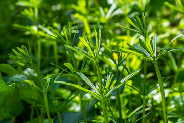 The Cleavers Galium aparine have been used in the traditional medicine for treatment of disorders of the diuretic, lymph systems and as a detoxifier