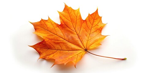 Fototapeta premium Low angle view of autumn maple leaf doodles on white background