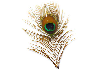 Fototapeta premium peacock feather isolated png file