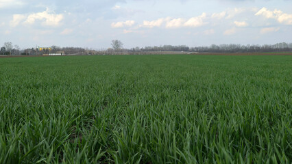 green wheat field in spring in Vojvodina