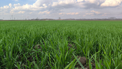 Fototapeta premium green wheat field in spring in Vojvodina