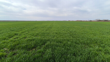 green wheat field in spring in Vojvodina