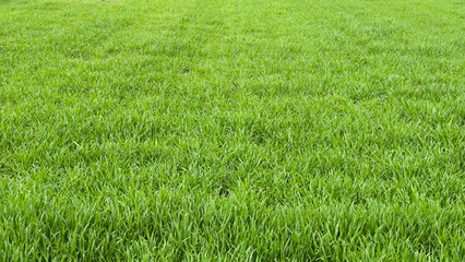 green wheat field in spring in Vojvodina