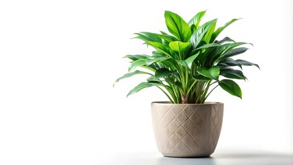 Lush green house plant in stylish pot on isolated background