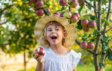 Child with apples in the garden. selective focus.