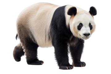 Giant cute panda bear, die cut transparent.