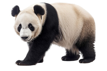 Giant cute panda bear, die cut transparent.