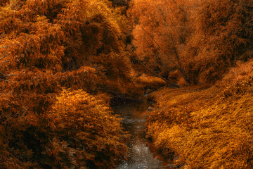 Vibrant orange and red colors of autumn. A narrow winding forest stream is densely overgrown with grass, trees and bushes with lush foliage. October day