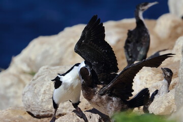 black-faced cormorants