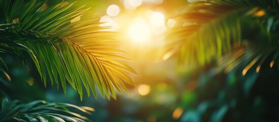 Sunlight shining through green palm leaves.