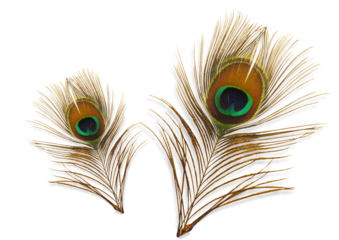 Two Peacock feather png file