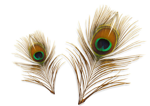 Two Peacock feather png file