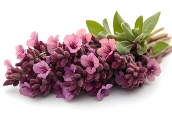 a group of purple flowers

