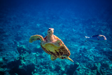 Schildkröte Malediven © Matthias