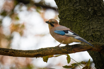 Eurasian Jay sits on the branch and looks toward the camera lens on a fall day. 
