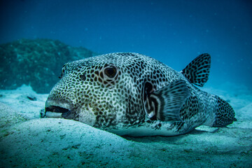 Malediven Kugelfisch