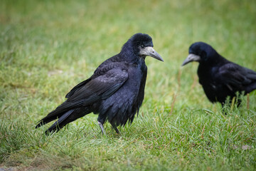Adult Rooks stand on the green grass perpendicular to the camera lens in autumn. 