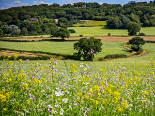 Images of fields of flowers in the English countryside