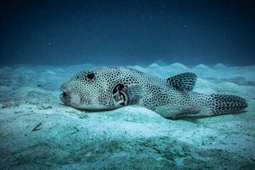 Malediven Kugelfisch © Matthias