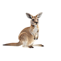 Fototapeta premium A Close Up of a Cute Kangaroo