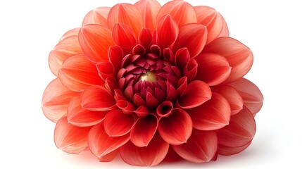 a close up of a flower

