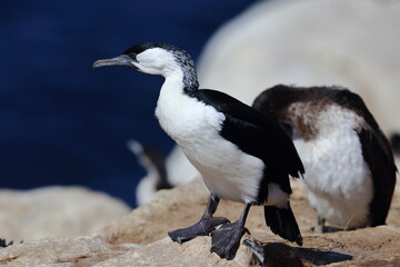 black-faced cormorants