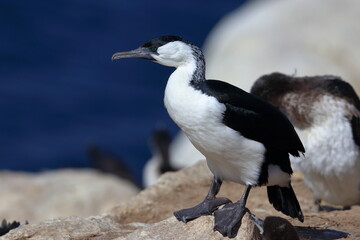 black-faced cormorants