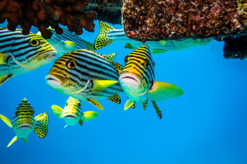 Süßlippen Fische Malediven