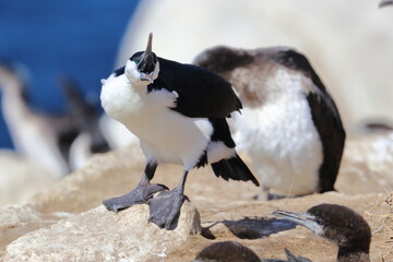 Obraz premium black-faced cormorants